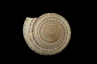 藏品(車輪螺)的圖片